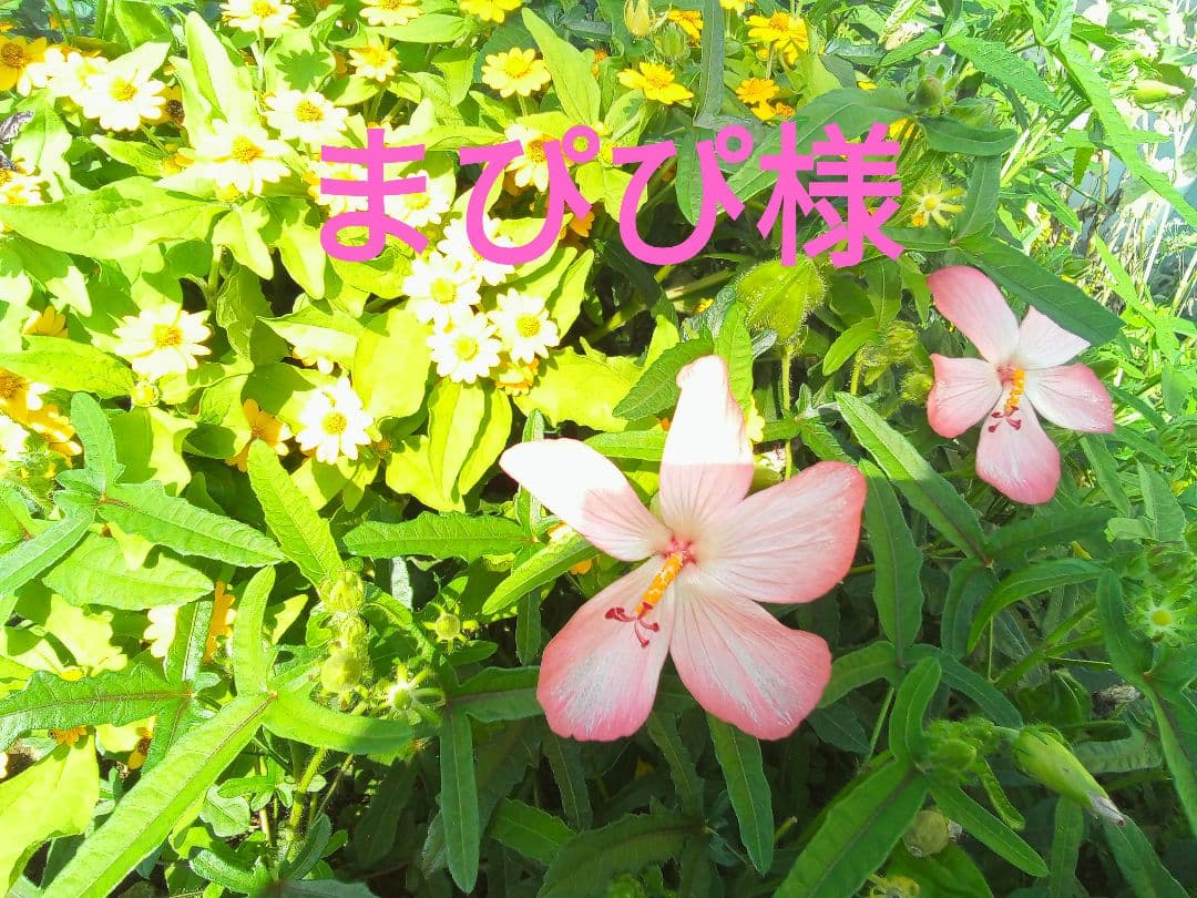 まぴぴページ☆