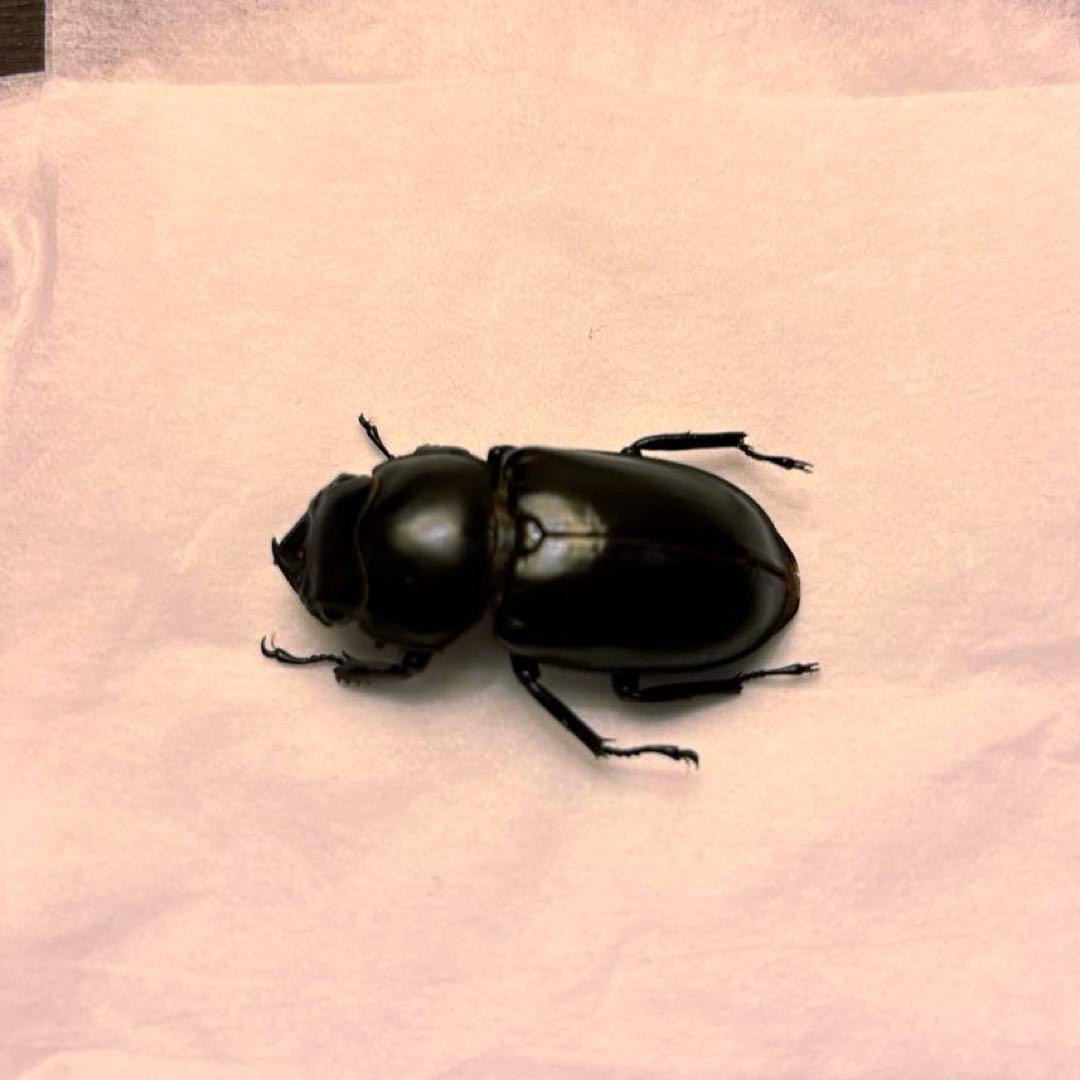 ウエストウッディオオシカクワガタ ペア標本 - メルカリ