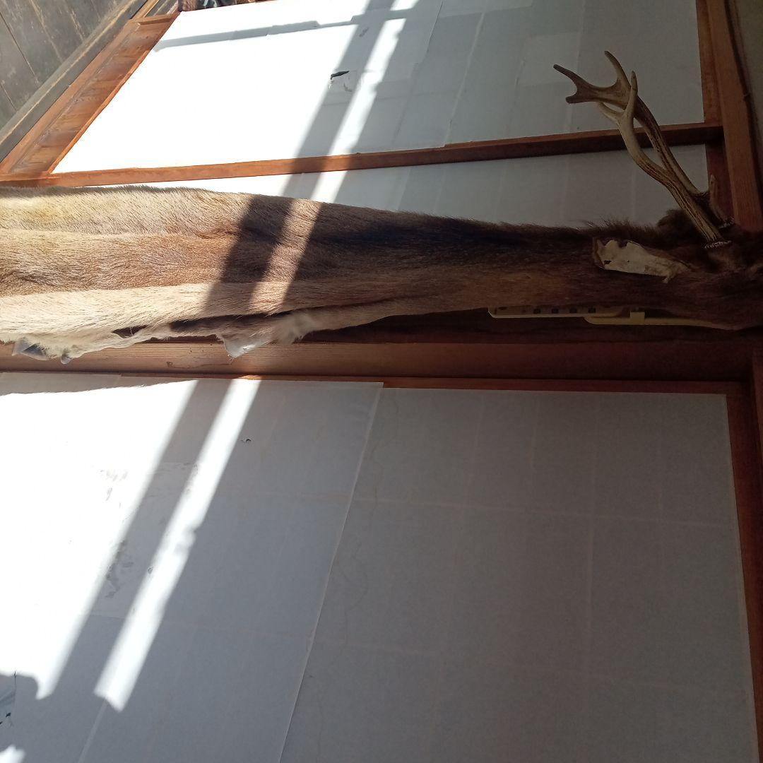 鹿の毛皮 壁掛け装飾 Amazon.co.jp: 鹿の頭の壁の装飾、ラージ、動物の頭の壁掛け装飾
