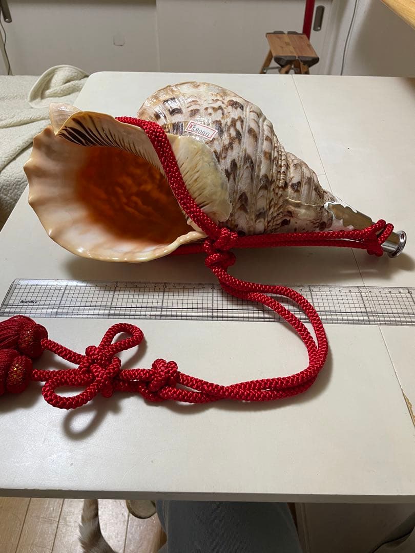 法螺貝　新品未使用　貝殻　標本