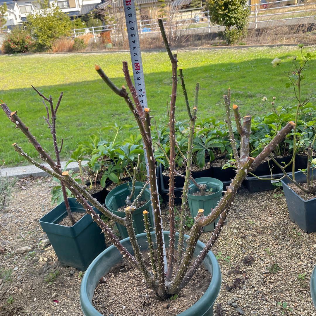 【1.29癌腫無し 即購入可能】【ザスクワイヤー】廃盤ERイングリッシュローズ 1.29癌腫無し 即購入可能】【ザスクワイヤー】廃盤ERイングリッシュ