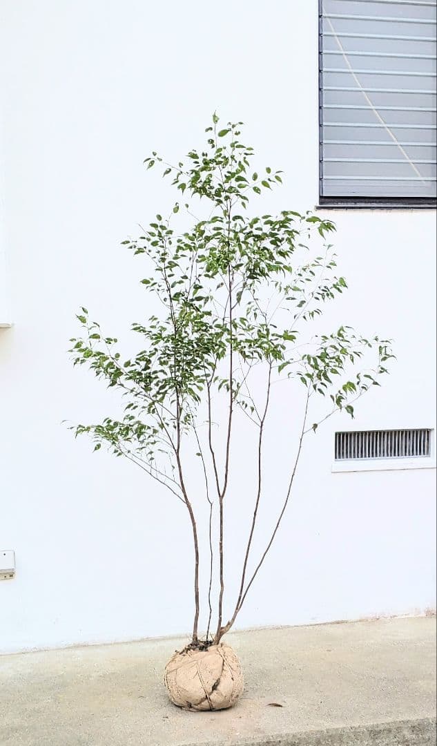 優秀。山採りハイノキ。 楽天市場】【現品】山採り【ハイノキ】株立ち 自然風樹形 樹高H≒190