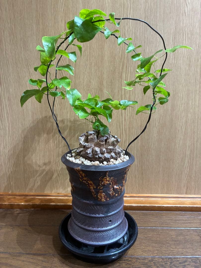 アルビ　美株　亀甲竜