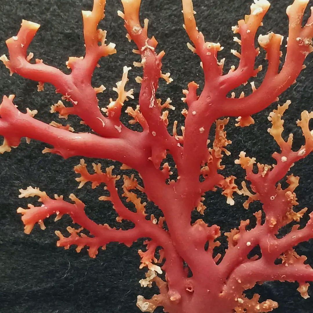 Y2678-3 国産赤珊瑚原木 血赤珊瑚 総重量77.7g 太軸