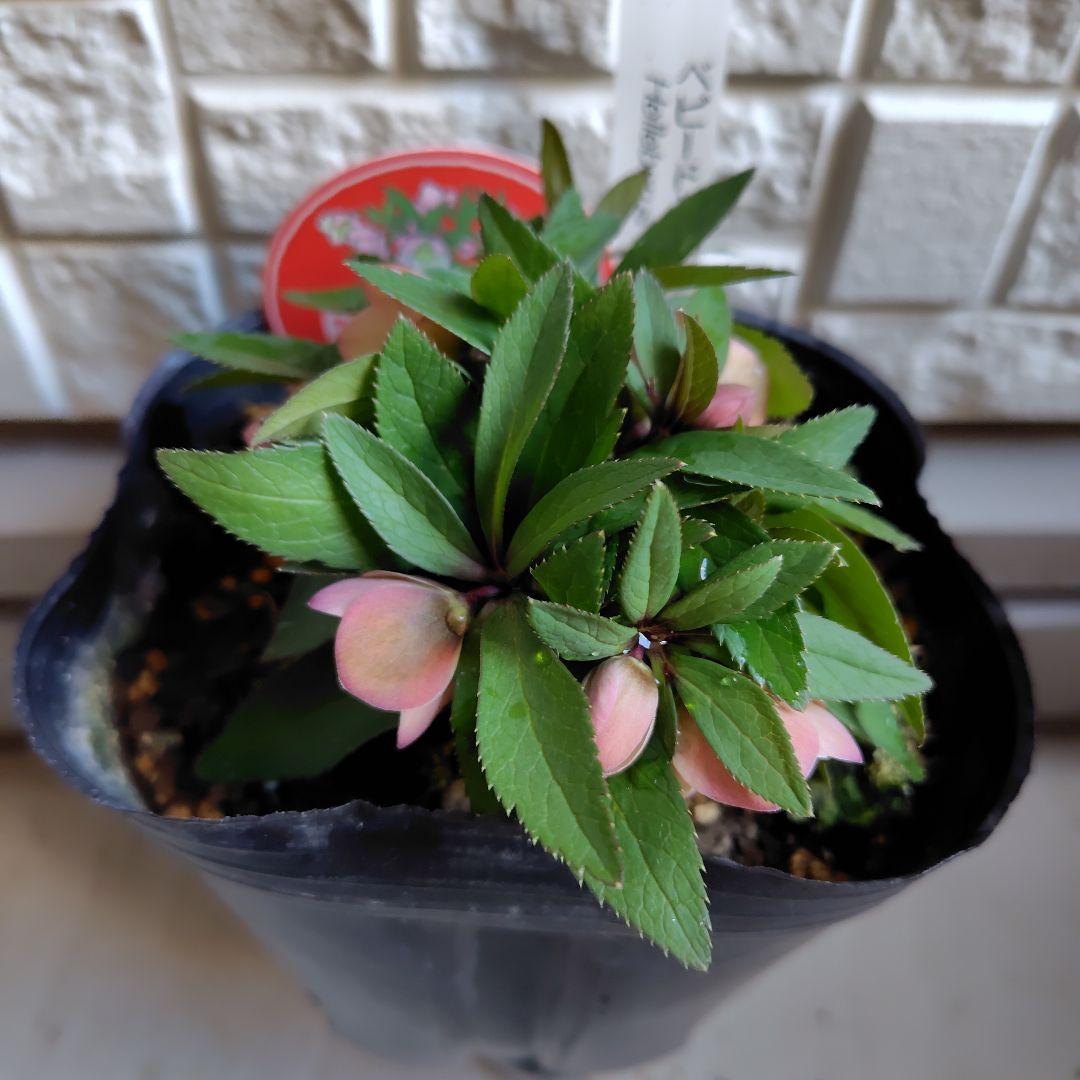 専用【開花株】横山園芸クリスマスローズ　ベビードール　札付き