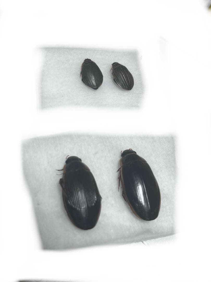 アキ、ゲンモ、メススジ