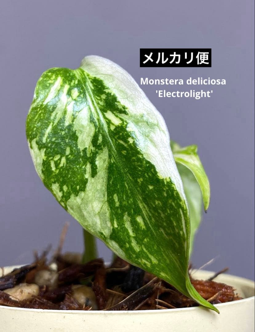 M*0様 ②【超希少‼️】モンステラ　エレクトロライト　斑入り　レア　人気　メル