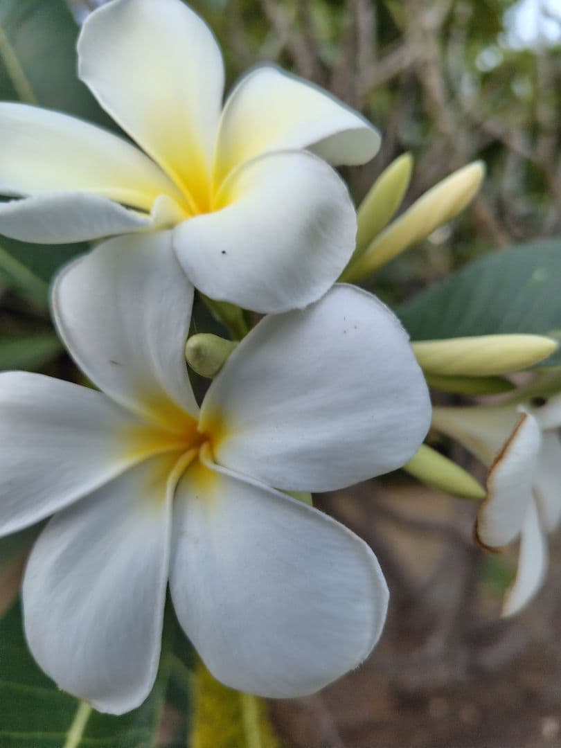 すいか品 楽天市場】松本ハイランド すいか 秀品 (5L×1玉) 長野産 A品 秀品 11kg