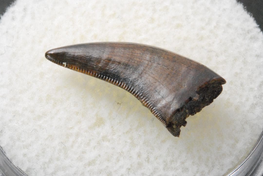 恐竜の歯 ティラノサウルス [DS411] 化石 希少 レア