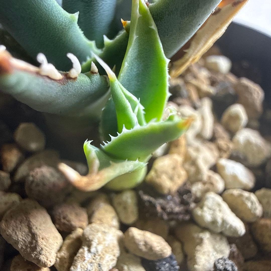 子株販売 超特選 実生株 ブルー葉 アガベ ユタエンシス エボリスピナ