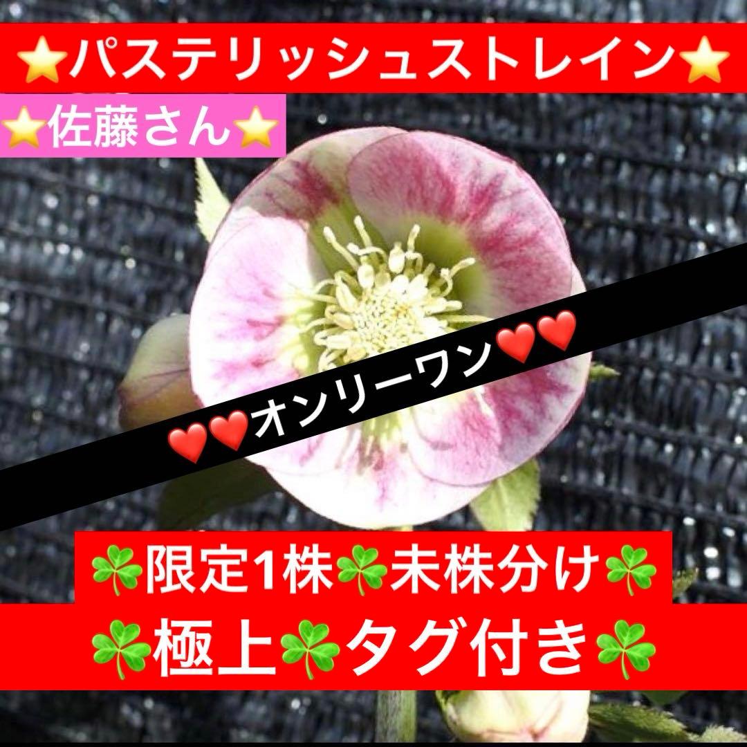 の*ん様 ☘️極上☘️限定1株☘️未株分け☘️タグ付き☘️3365⭐️パステ⭐️