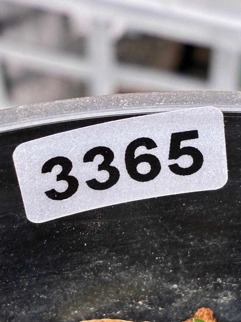 の*ん様 ☘️極上☘️限定1株☘️未株分け☘️タグ付き☘️3365⭐️パステ⭐️