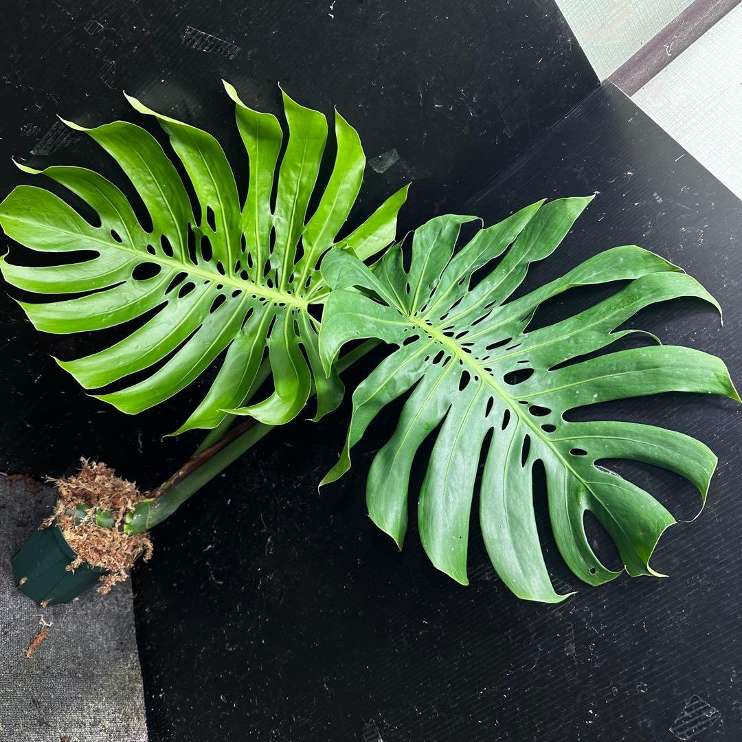 y*_様 モンステラデリシオーサマクロコズム超希少系統鉢植え80㎝