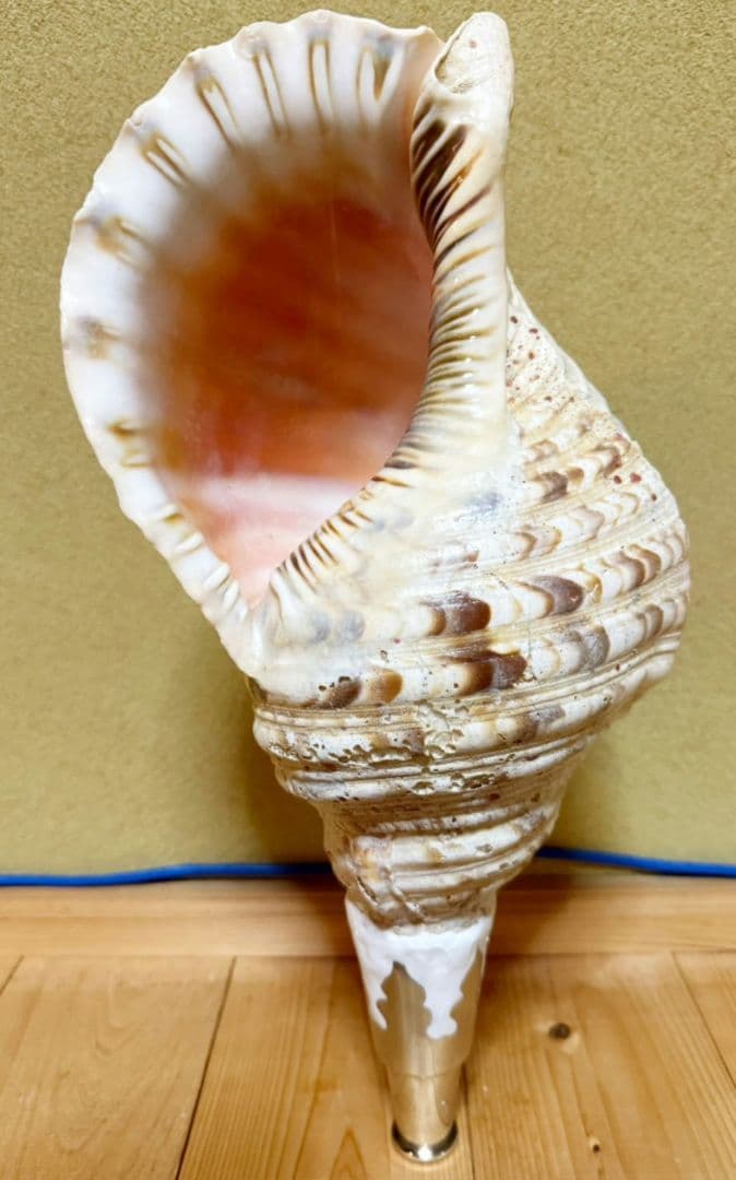 特大肉厚40㎝修験道法螺貝 山伏　密教　魔除け　ホラガイ　ほら貝