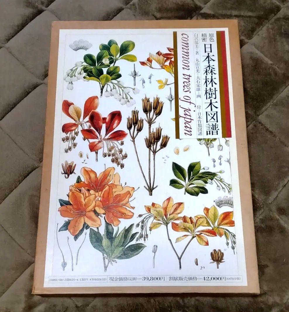 原色精密 日本森林樹木図譜 日本竹類図譜付　大型本 初版本 原色精密日本森林樹木図譜(白沢保美 著 ; 丸山宣光, 大石栄雄 画