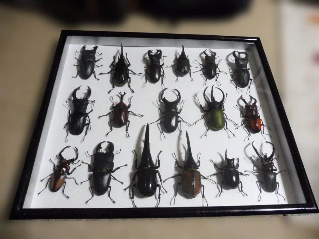 バンダイいきもの大図鑑 カブトムシとクワガタ虫標本箱入り