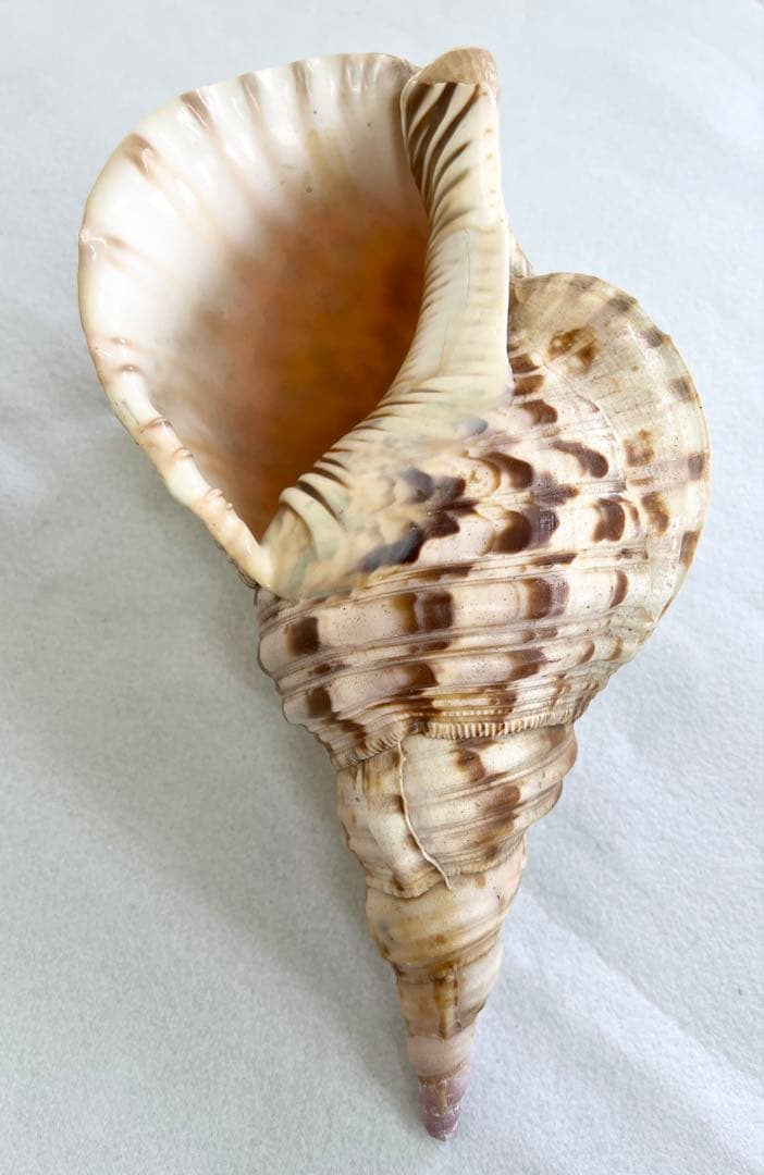 法螺貝 ほら貝 インテリア 素材 魔除け