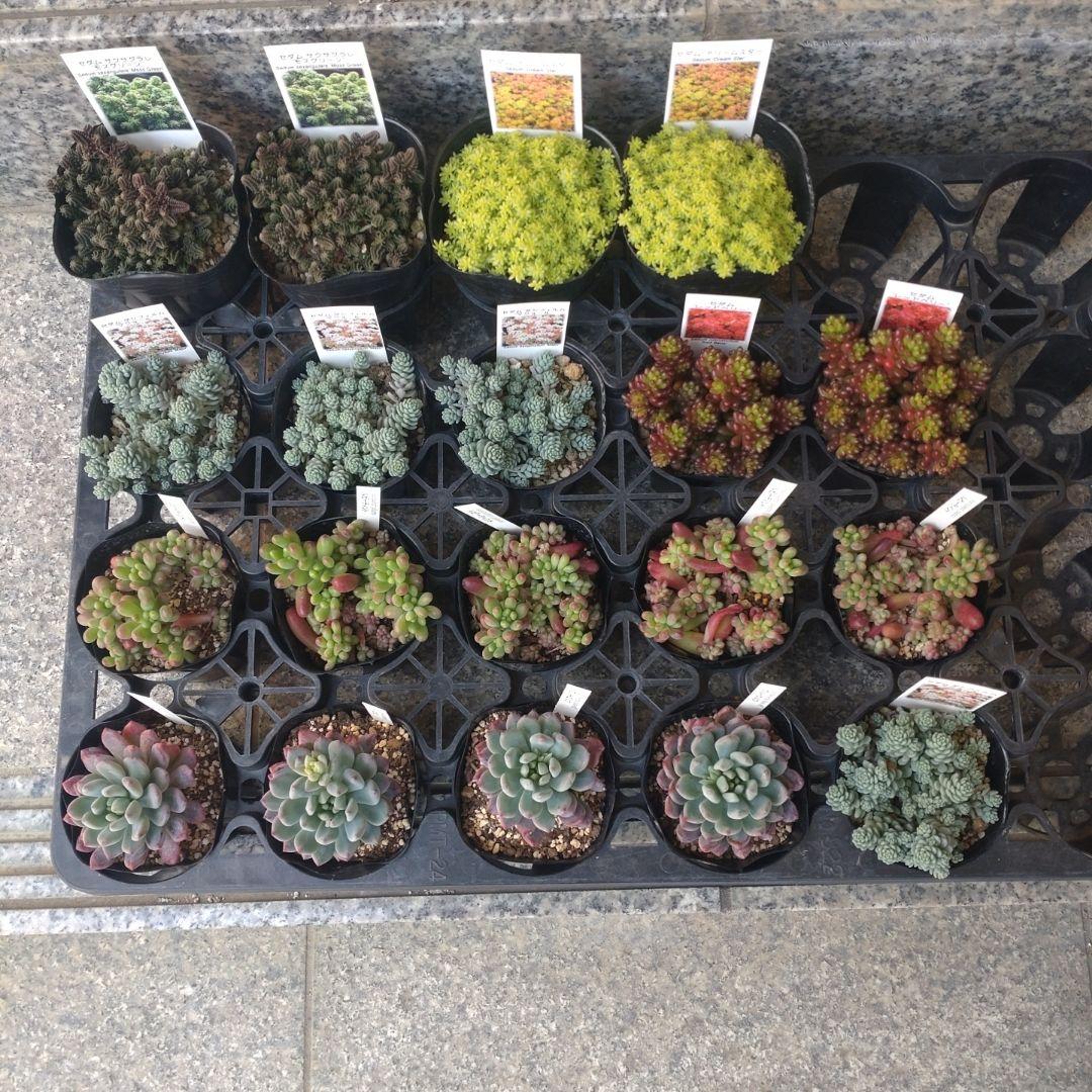 おかんさん専用