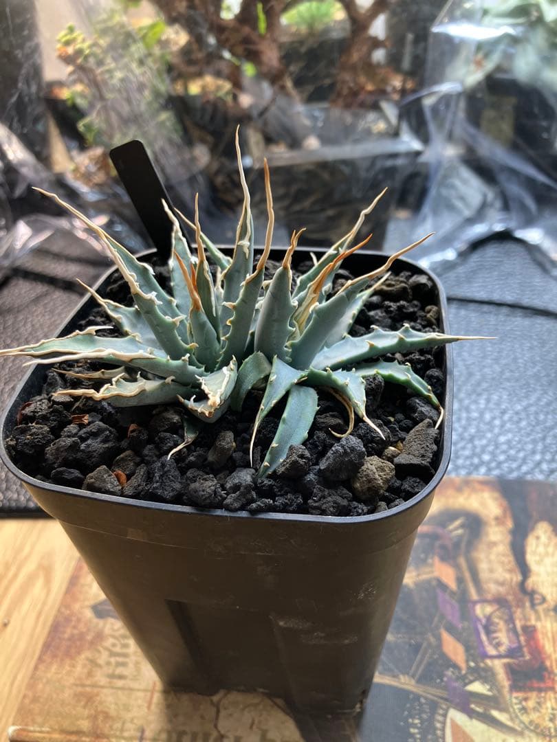 アガベ エボリスピナ　実生株 アガベ ユタエンシス エボリスピナ 実生 | GREEN LUCK