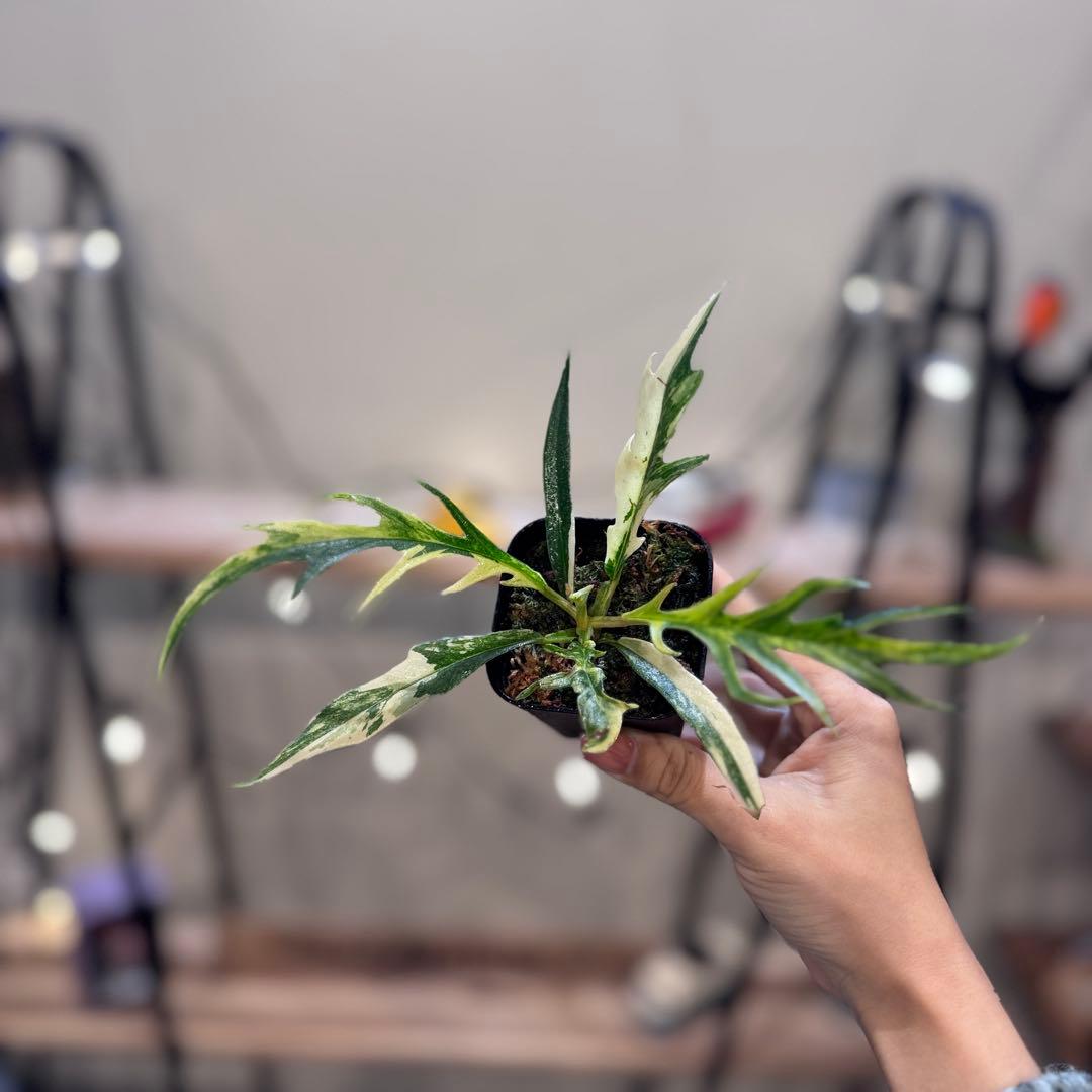 B*B様 19 フィロデンドロン　トータム　斑入り　美斑