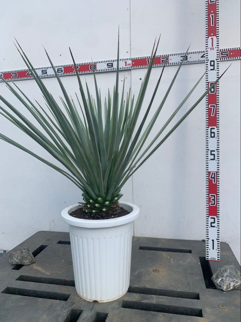 s*n様 ユッカ　リギダ　白鉢