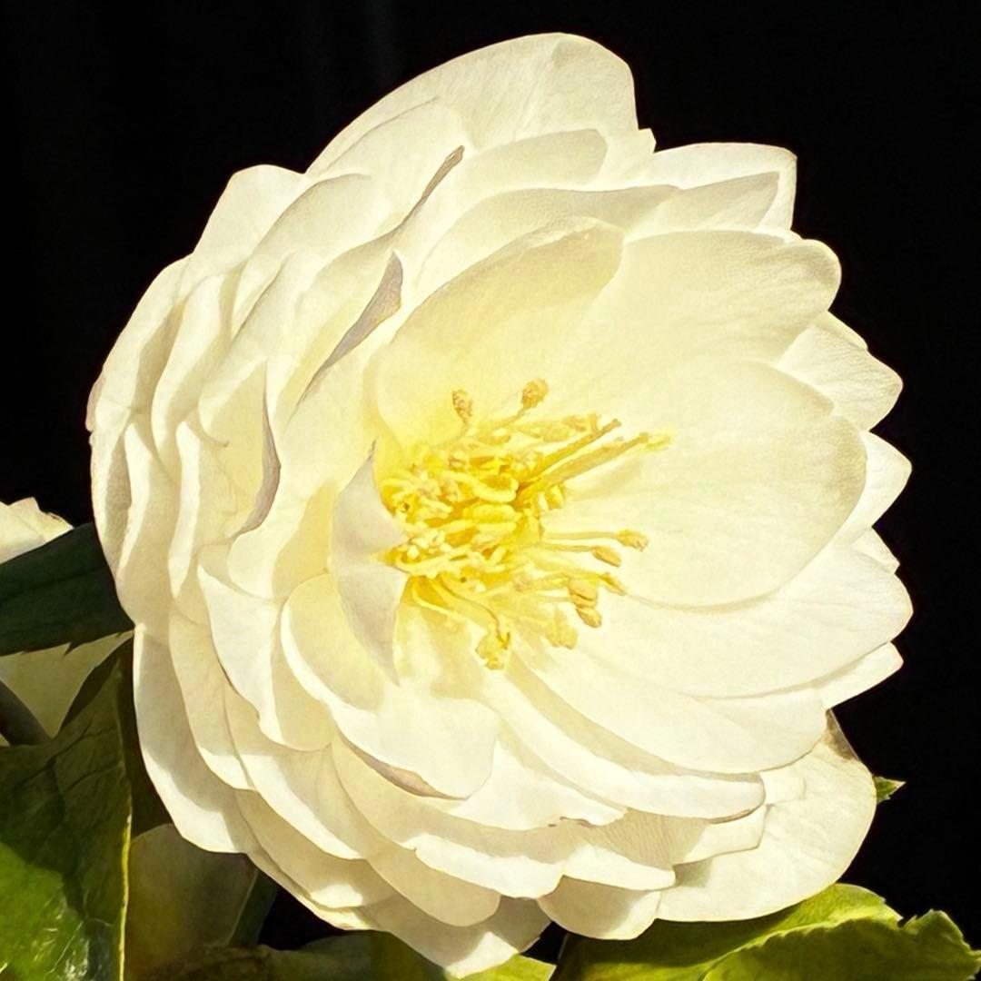 u*0様 3467☘️極上☘️花タグ付☘️強香⭐️かぐや姫⭐️フレグランスオーレ