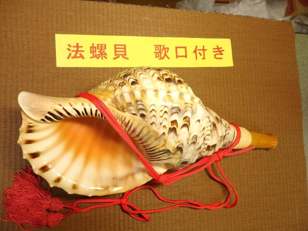 法螺貝 約39㎝ 木製歌口,赤紐付　新品　 MH-429 楽天市場】【法螺貝】ほら貝 特大 41センチ : 三島屋楽器